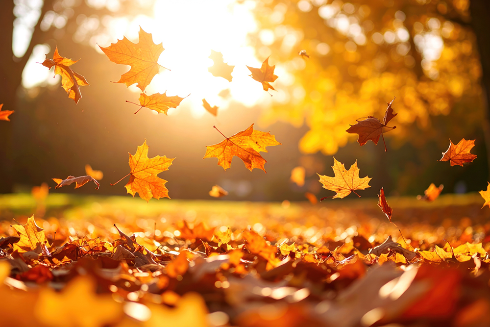 <a href="https://northbarrington.org/application/files/9517/6220/8307/BURNING.pdf">Open Burning Regulations</a> Fall image.jpg