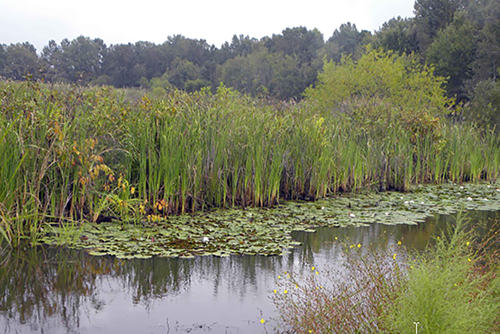 Wetland image_500.png